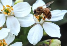 Datos curiosos acerca de las abejas y por qué es tan importante cuidarlas