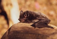 Agencias de la ONU crean panel para alertar riesgos de enfermedades animales