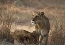 Covid mata a leona de zoológico de la India; varios animales contagiados