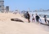 Rescatan a Lobo Marino en playas de Mazatlán