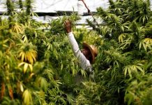 Mercado de cannabis en México valdría hasta 250 mdd en su primer año