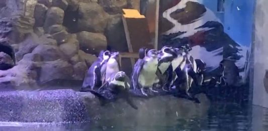 Pingüinario de los 5 Más Importantes de América Latina