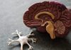 Crean test rápido para detectar el Alzheimer con muestra de sangre