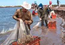 México y EU acuerdan proceso para levantar embargo a pesca de camarón