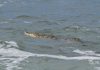 Capturan a cocodrilo que llegó a playas de avenida Del Mar