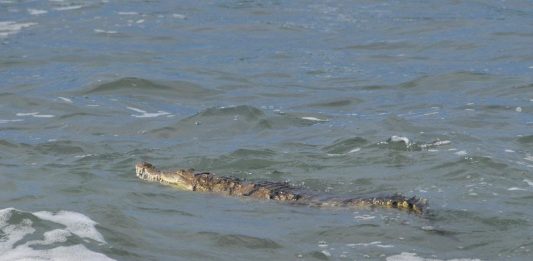Capturan a cocodrilo que llegó a playas de avenida Del Mar