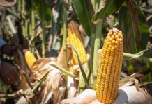 Cofepris niega por primera vez un permiso de maíz transgénico, revela CNA