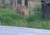 Captan en videos a un tigre de bengala en una carretera de Jalisco