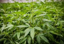 Cannabis podría aportar a Alemania 5,000 mdd al año