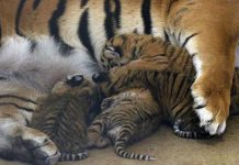 ¿Ya los viste? Nacen cuatro cachorros de tigre de bengala en zoológico de Chihuahua