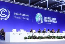 Plan de reforestación de COP26 salió de Sembrando Vida: AMLO