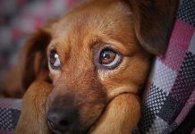 Proteja a su mascota de la pirotecnia navideña