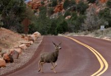 No, los carpinchos, jaguares y elefantes no nos invaden. Esto es lo que sucede en realidad