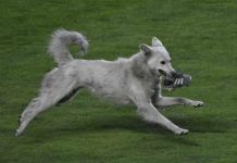 Cachito, el perrito callejero que interrumpió un partido de futbol y fue adoptado