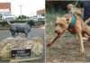 George, el perrito que salvó a cinco niños de pitbulls y ahora tiene su estatua