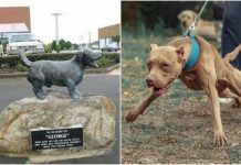 George, el perrito que salvó a cinco niños de pitbulls y ahora tiene su estatua