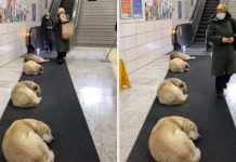 Metro en Turquía permite a perritos callejeros dormir en las instalaciones durante el invierno | VIDEO