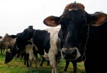 ¡Muuuy cara la leche!; cuesta más que la gasolina