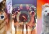 Instagram: clonar mascotas, la nueva moda de los influencers