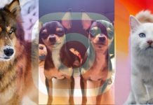 Instagram: clonar mascotas, la nueva moda de los influencers