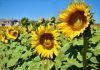 Debido a la pandemia, posponen la apertura del Campo de Girasoles en Mocorito