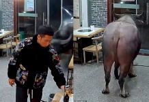 Hombre fue embestido por búfalo dentro de un restaurante en China