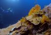 Descubren uno de los arrecifes de coral más extensos del mundo en Tahití