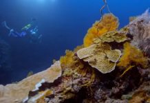Descubren uno de los arrecifes de coral más extensos del mundo en Tahití