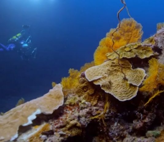 Descubren uno de los arrecifes de coral más extensos del mundo en Tahití