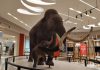 ¡Tierra de Gigantes! Así será Quinamétzin, el museo del mamut del AIFA