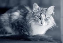 Los gatos han provocado más de 100 incendios domésticos en los últimos 3 años, según las autoridades de Corea del Sur