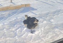 Elon Musk tiene un problema: los gatos adoran las antenas de Starlink