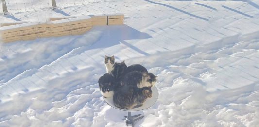 Elon Musk tiene un problema: los gatos adoran las antenas de Starlink