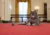 Joe y Jill Biden adoptan a un gatito; Willow será la nueva mascota de la Casa Blanca