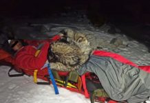 Perro salva de hipotermia a montañista accidentado tras recostarse 13 horas sobre él