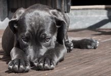 Un misterioso virus se propaga entre los perros de Reino Unido