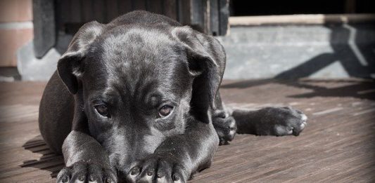 Un misterioso virus se propaga entre los perros de Reino Unido