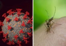 Detectan primer caso de coronadengue, la infección simultánea de dengue y covid