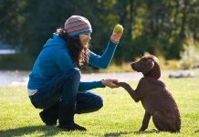Las razas de perros más difíciles de adiestrar, según los expertos