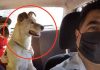 Conductor de taxi en la CDMX ofrece viajes para mascotas y se hace viral