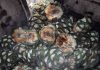 ¿Amante del mezcal? Ojo, Profeco podría sacar estas marcas del mercado
