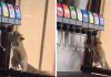 Ardilla ingresa a un local para beber su gaseosa favorita de un dispensador; VIDEO