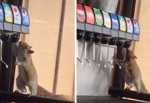 Ardilla ingresa a un local para beber su gaseosa favorita de un dispensador; VIDEO