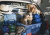 Cinco trucos para viajar por carretera con tu perro y evitar problemas