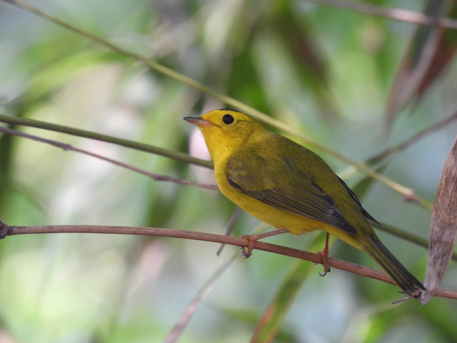 Por iniciar el arribo de aves migratorias al Jardín Botánico Culiacán