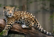 Logra crecer en un 10 por ciento el número de jaguares en el país, según el Tercer Censo Nacional