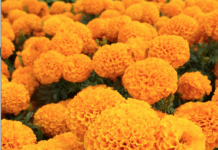 Cempasúchil, Flor Prehispánica que trae las Almas de Regreso al Mundo de los Vivos