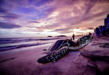 Una Vida por las Tortugas: Fernando Enciso Saracho en «La Ciencia también es Cultura» este jueves en Casa del Marino