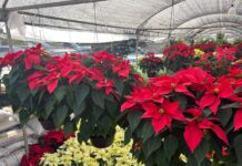 Llega la flor de Nochebuena a Mazatlán, Símbolo de Navidad