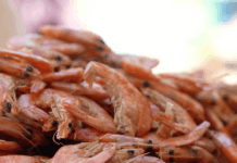 Camarón de Escuinapa Hace Historia: Cocido y Directo a la Boca con Salsa Chiltepín y Limón…¡Riquísimo!